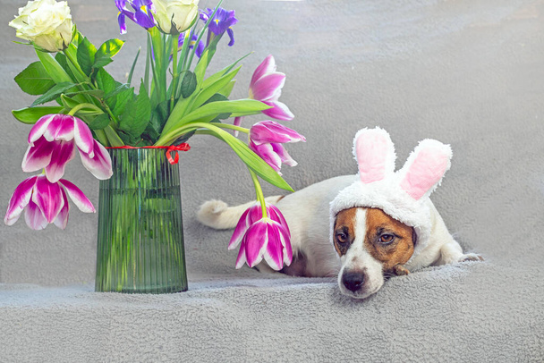 Der niedliche Jack Russell Terrier mit den Ohren des Osterhasen Bonnie liegt neben einer Vase mit einem Strauß Tulpen, Rosen und Schwertlilien. Ostern - Foto, Bild
