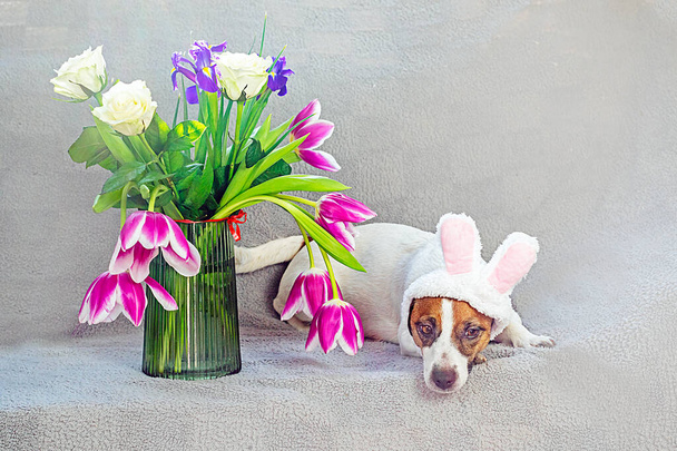 Jack Russell Terrier vestido con las orejas del conejo de Pascua Bonnie se encuentra cerca de un jarrón con un ramo de tulipanes, rosas e iris. Semana Santa - Foto, imagen