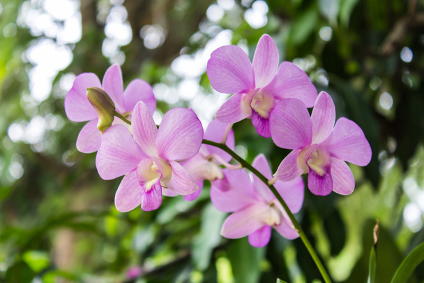 Розовый цветок орхидеи с боке
 - Фото, изображение
