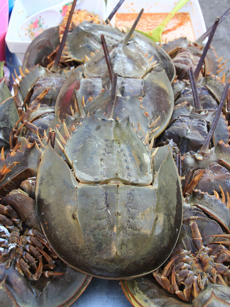 Horseshoe Crab - Photo, Image