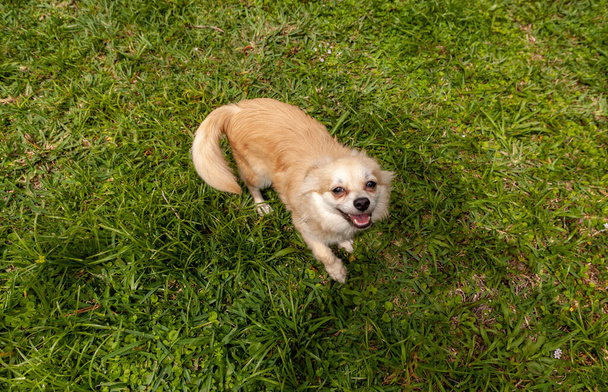 Divertida mezcla de Chihuahua Pomerania jugando en un patio verde en Florida. - Foto, imagen