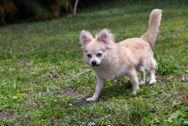 Correre Chihuahua Pomerania mix giocare in un cortile verde in Florida. - Foto, immagini