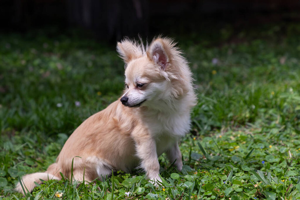 Sentado Pomeranian Chihuahua mezcla en un patio verde en la Florida. - Foto, Imagen
