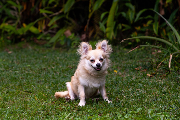 Sonriente mezcla de Chihuahua Pomerania en un patio verde en Florida. - Foto, imagen