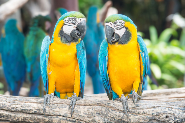 Ένα ζευγάρι των μπλε και κίτρινο αρά σκαρφαλωμένο στη ζούγκλα. - Φωτογραφία, εικόνα