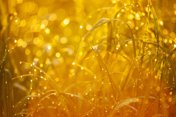 穏やかな黄金の時間の風景,日光は繊細に暖かく静かな夏の夜を伝える野生の草の質そして細部を強調します - 写真・画像