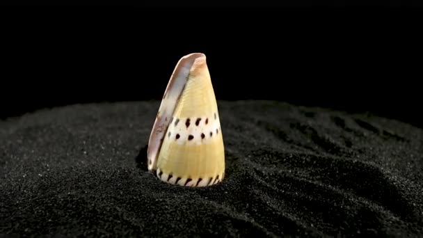 Conus mustelinus ermine kužel shell na černém písku pozadí HD - Záběry, video