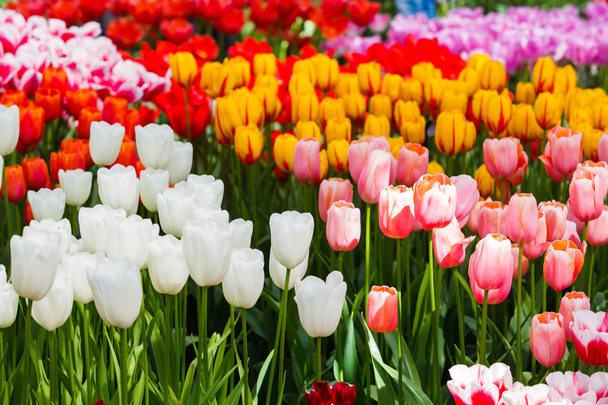 Beautiful  tulips in park - Photo, Image
