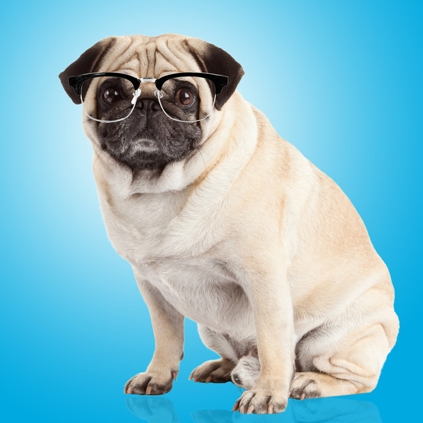 Pug cão em óculos
 - Foto, Imagem