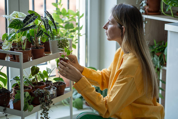 Caring woman plant lovers grows rare houseplants at home. Decor shelf wide variety potted plants. Interested female holds Pilea sprout in small pot. Hobby concept - Photo, Image