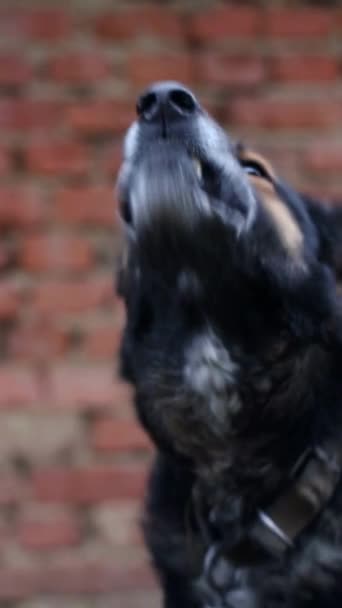 Ένα κοντινό πλάνο ενός σαρκοφάγου αυστραλιανού σκύλου με το στόμα του ανοιχτό μπροστά από έναν τοίχο από τούβλα, που δείχνει τα μουστάκια και τη μουσούδα του. Αυτή η φυλή εργασίας είναι ένα ζώο πακέτο και ένα γήινο πλάσμα - Πλάνα, βίντεο