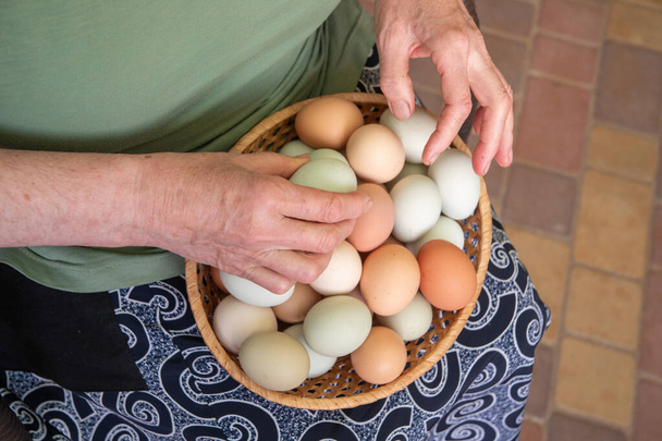 Starsza kobieta sortuje zapłodnione jaja w koszyku do późniejszej inkubacji w inkubatorze, organiczne jaja kurze różnych kolorów zebrane w kurniku, Wysokiej jakości zdjęcie - Zdjęcie, obraz