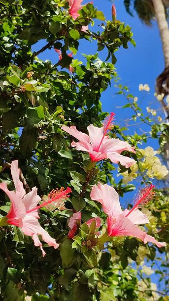 розовый тропический цветок, зеленые кустарниковые листья, природа, ботанические сорта растений. Высокое качество фото - Фото, изображение