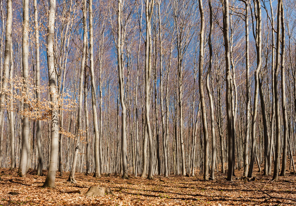 Beech tree forests in autumn - Photo, image