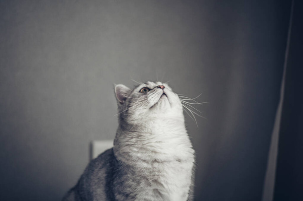 Gris British tabby Cat sur fond gris look dans l'espace de copie. Portrait d'animal. Bannière et conception de publicité - Photo, image