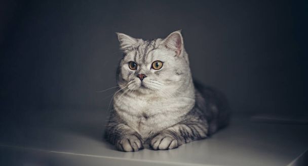 Portrait niedlichen gestreiften grauen britischen Kätzchen mit großen Augen sitzt auf weißem Tisch zu Hause. Katze schaut in Kamera. Konzept der lustigen entzückenden Katzenhaustiere - Foto, Bild
