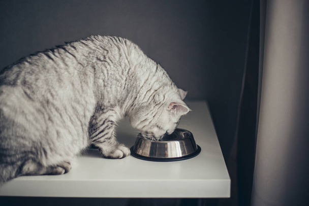 маленький сірий смугастий британський кошеня їсть мокру їжу на фоні білого столу. Милий чистокровний кошеня на кухні з металевою чашею. Кіт у ветеринарній клініці - Фото, зображення