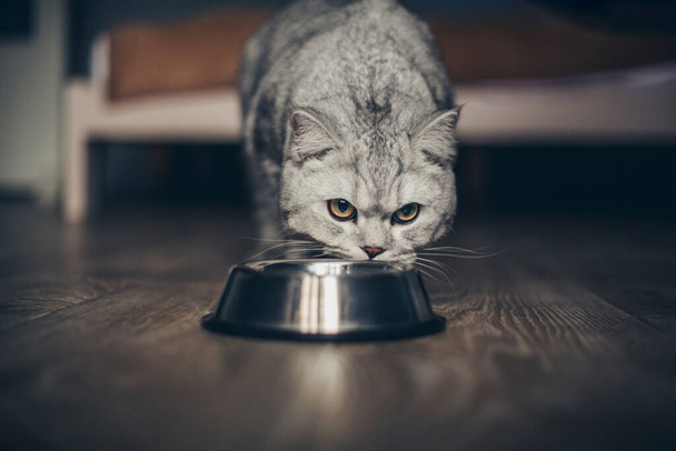 Сірий британський товстий смугастий кіт їсть з миски на дерев'яній підлозі. Милий чистокровний кошеня на кухні з металевою чашею. Симпатична чистокровна сіра кішка добре харчується і виглядає як війна - Фото, зображення