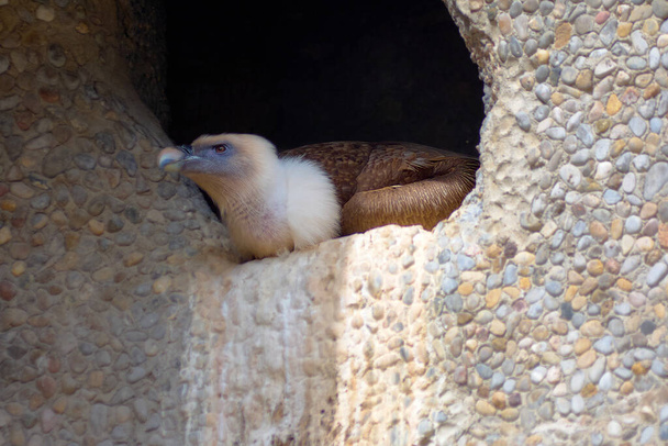 Avvoltoio sdraiato all'interno di una grotta con molti escrementi all'ingresso. - Foto, immagini