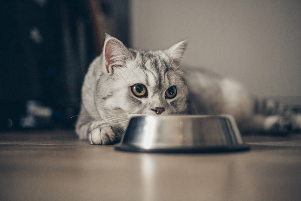 Beau petit chaton gris tabby assis près d'un bol de lait, de nourriture, de viande placé sur le sol du salon. publicité concevez - Photo, image