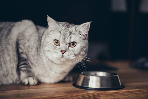 Чарівна сіра таббі британська кішка, що стоїть з хвостом близько до металевої чаші з подачею і дивиться в камеру на темному тлі. Симпатичний чистокровний кошеня йде до е - Фото, зображення