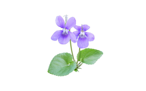 Flores de viola y hojas aisladas en blanco. Flor azul púrpura de la planta violeta. Violeta fragante manojo.           - Foto, Imagen