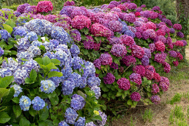 Sininen ja tumma violetti hortensia makrofylla kukkivat kasvit puutarhassa. Hortensia-kukat. - Valokuva, kuva