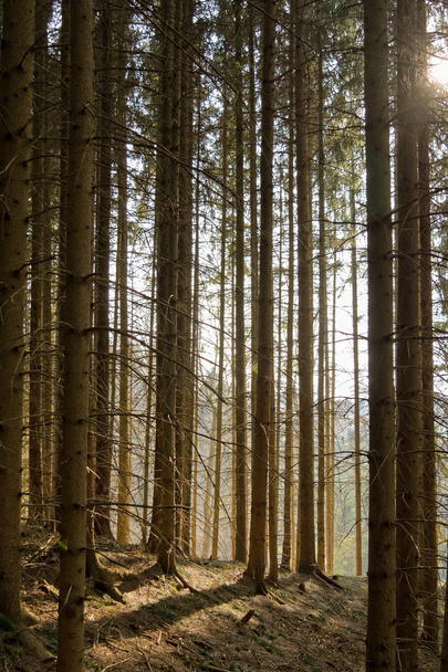 Sunlight in the coniferous forest - Zdjęcie, obraz