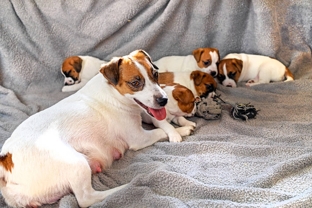 Jack Russell Terrier játszik a kölykeivel. otthoni kényelem. Anyák napja - Fotó, kép
