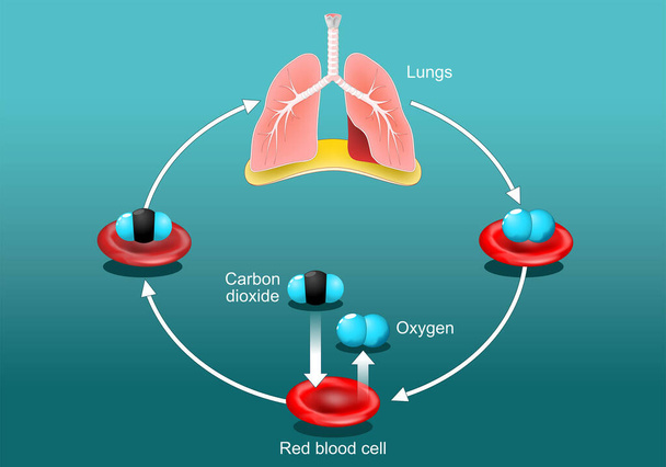 Intercambio de gases en el pulmón humano. Glóbulos rojos con moléculas de oxígeno y dióxido de carbono. Ciclo de transporte de oxígeno. Sistema respiratorio. Cartel vectorial. Ilustración plana isométrica. - Vector, imagen