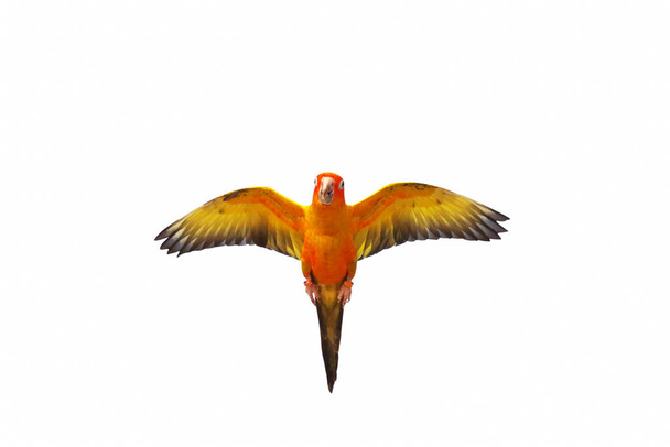 Colorful flying Sun Conure parrot isolated on white background. - Photo, Image