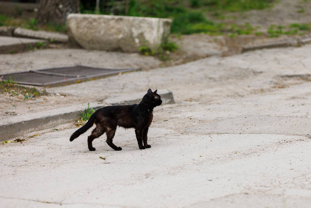 Черная кошка. Понятие суеверия. Фон с выборочной фокусировкой и местом для копирования текста - Фото, изображение