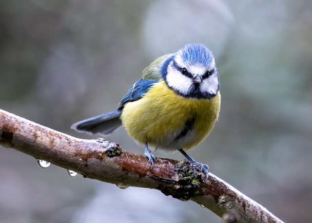 Piccolo uccello canterino blu vibrante con un petto giallo, arroccato tra il verde ai Giardini Botanici di Dublino. - Foto, immagini