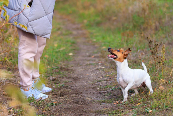 Lindo perro Jack Russell Terrier en el proceso de entrenamiento. Retrato de mascotas con enfoque selectivo y espacio de copia para texto - Foto, Imagen