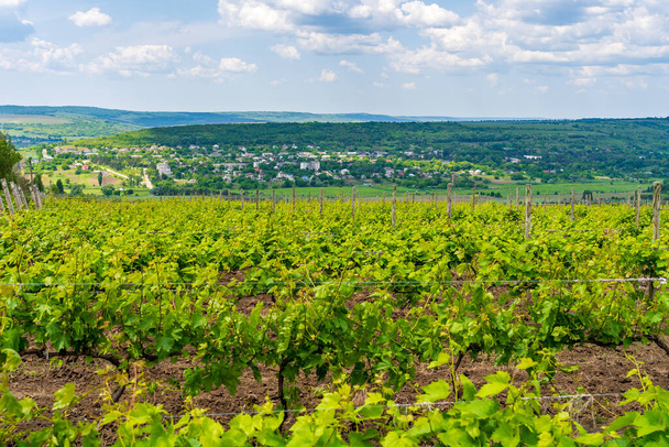 Elit şarap üzüm tarlaları. Seçici odaklı arkaplan veya arkaplan ve metin için alanı kopyala. - Fotoğraf, Görsel