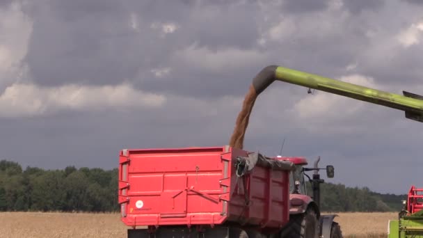 脱穀機をアンロード農地フィールド背景に小麦 - 映像、動画