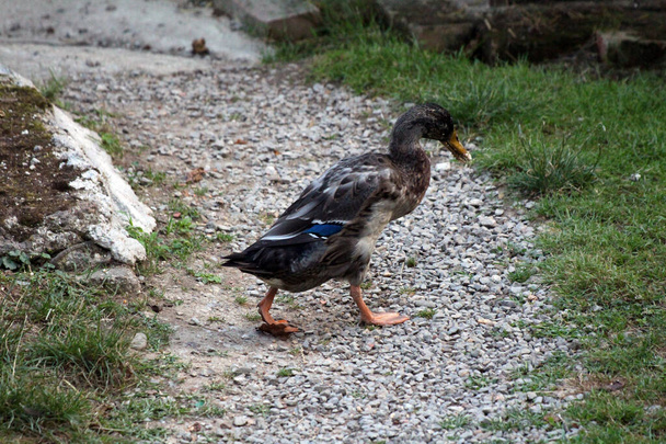Single duck with dark brown to black feathers running down gravel road with food leftovers on beak surrounded with uncut green grass and concrete steps on warm spring day - Photo, Image