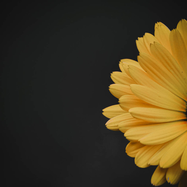piękny żółty kalendula w ogrodzie, marigold garnek  - Zdjęcie, obraz