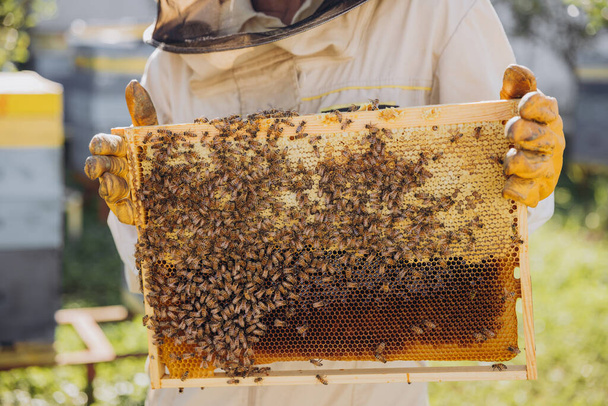 Gros plan L'apiculteur sort un cadre avec des abeilles et du miel d'une ruche dans une ferme apicole. Le concept d'apiculture - Photo, image