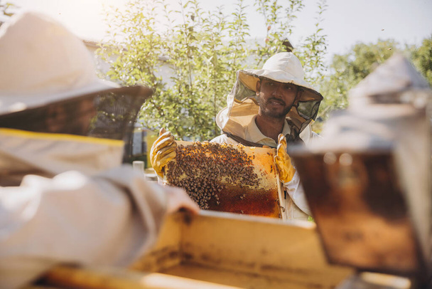Двоє щасливих усміхнених бджолярів працюють з бджолами, в захисній формі працюють на пасічній фермі, отримуючи стільники з дерев'яного вулика - Фото, зображення