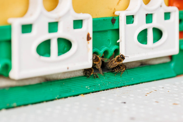 Bij de ingang van de state-of-the-art plastic korf, bijen stromen uit, de presentatie van de efficiëntie en de productiviteit bevorderd door de vooruitgang in korf ontwerp. Concept: Technologische evolutie. - Foto, afbeelding
