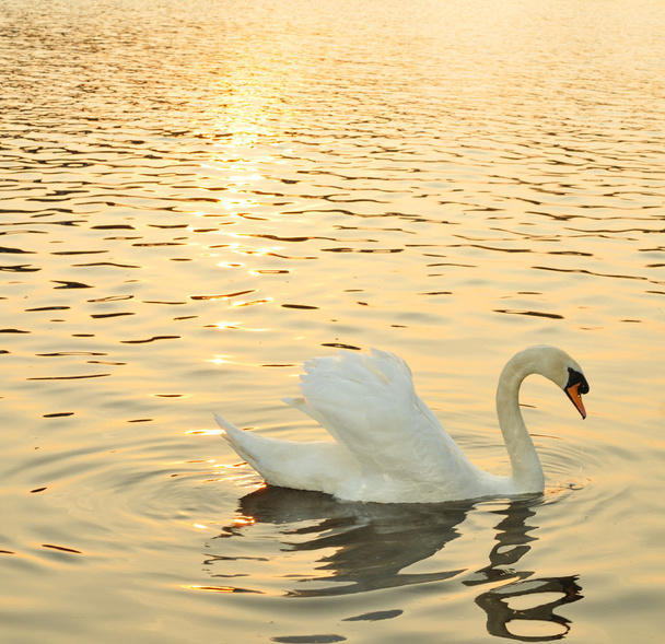 Cisne ao pôr do sol
 - Foto, Imagem