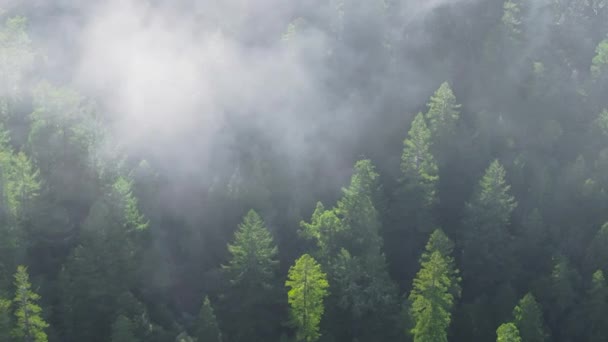 Φυσικό τοπίο της πρωινής ομίχλης που καλύπτει κορυφές δέντρων του Redwood National and State Parks, Καλιφόρνια, ΗΠΑ. Πυροβολισμός από σύννεφα που κινούνται πάνω από δασικά φυτά. Σχηματισμοί νεφών παρασύρονται μεταξύ πεύκων - Πλάνα, βίντεο