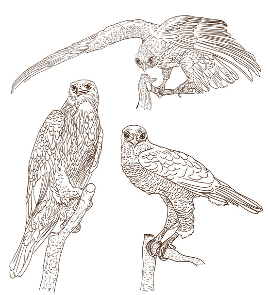 set of drawings of birds of prey - Διάνυσμα, εικόνα