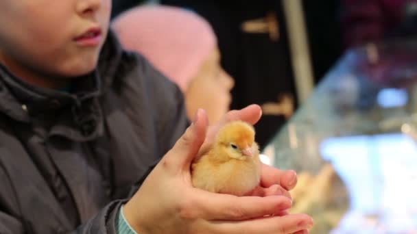 Boy near girl holds yellow chicken - Кадры, видео