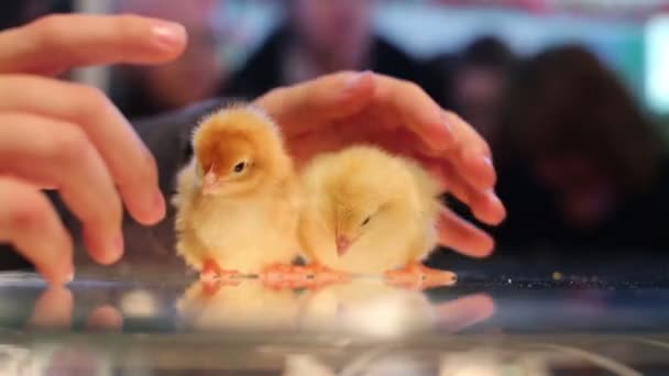 Baby chicks between humans hand - Video, Çekim