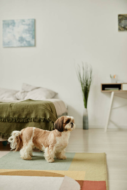 Minimal portrait pleine longueur de chien Shih Tzu mignon dans l'intérieur confortable de la maison avec espace de copie - Photo, image