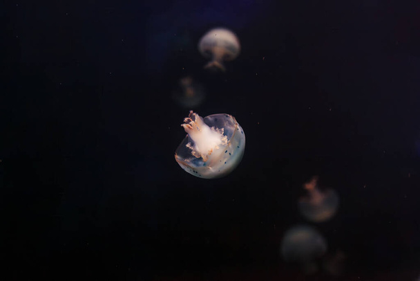 fotos submarinas de medusas Stomolophus meleagris, Medusas de cañón de cerca - Foto, Imagen