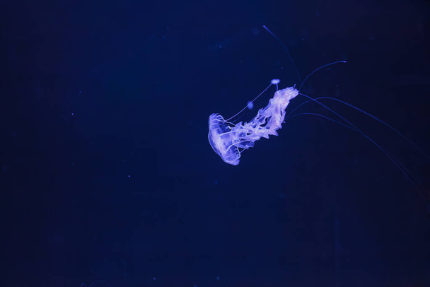 foto subacquee di meduse crisalide achlyos meduse ortica del mare nero primo piano - Foto, immagini