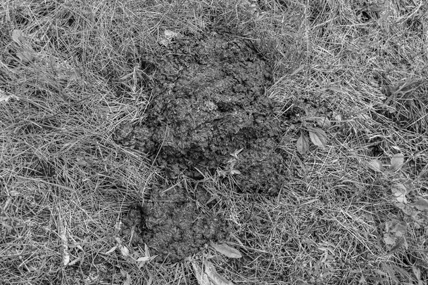 Fotografia na temat świeżego krowiego łajna leży na fermie zwierząt obornika, zdjęcie składające się z pięknego krowiego łajna w trawie pachnącej łąką obornika, naturalne krowie łajno to jest bio nawóz z natury miękki nawóz - Zdjęcie, obraz